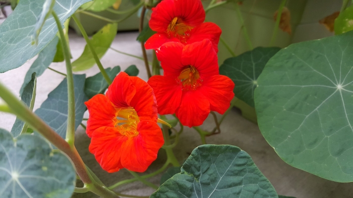 Настурция императрица