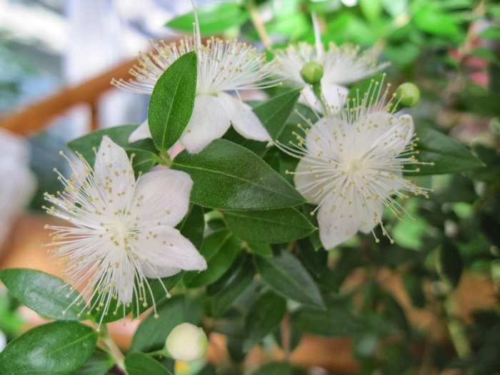 Мирт myrtus communis