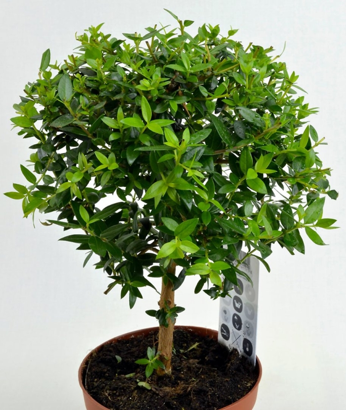 Мирт коммунис