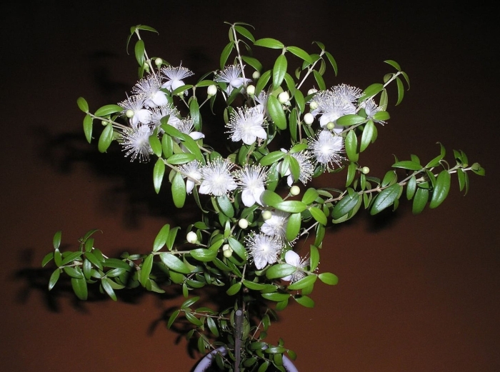 Цветок евгения миртолистная