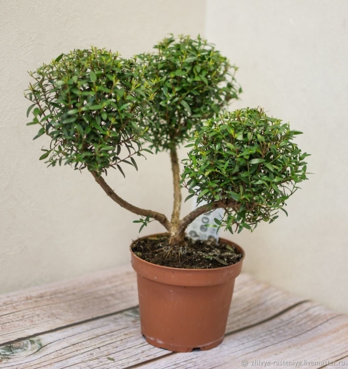 Мирт коммунис штамбовый