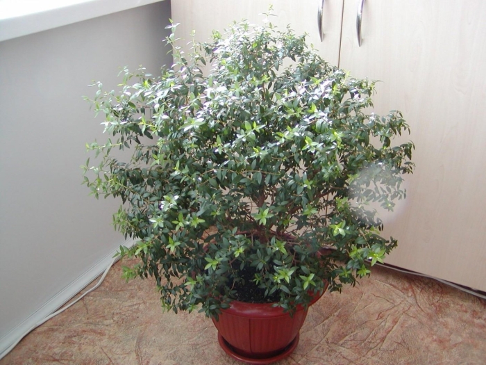 Мирт формировка