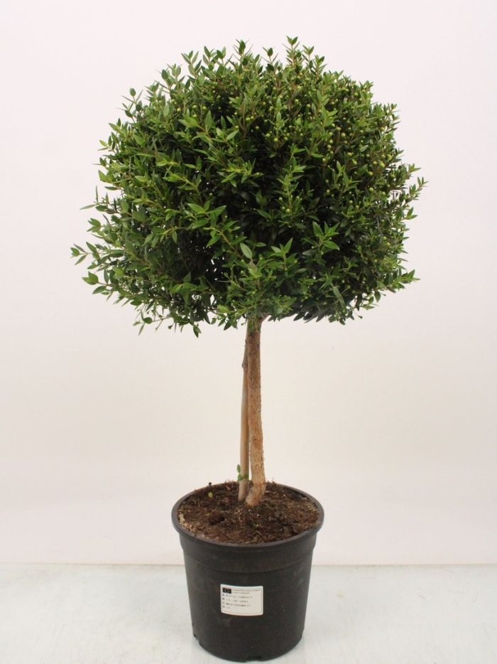 Мирт самшит