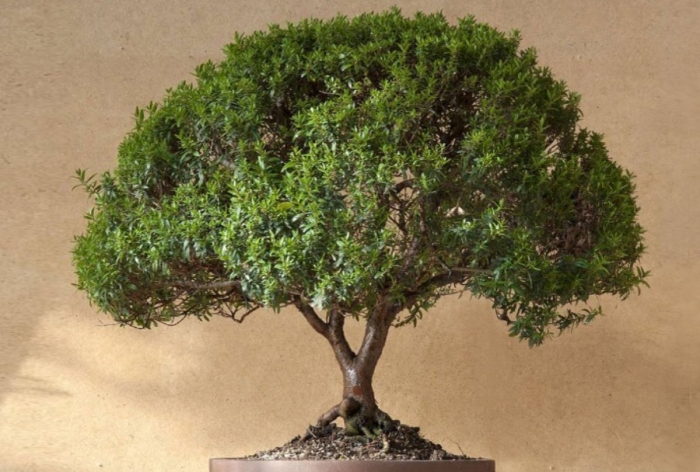 Мирт бонсай