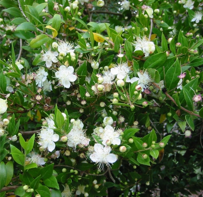 Myrtus communis l