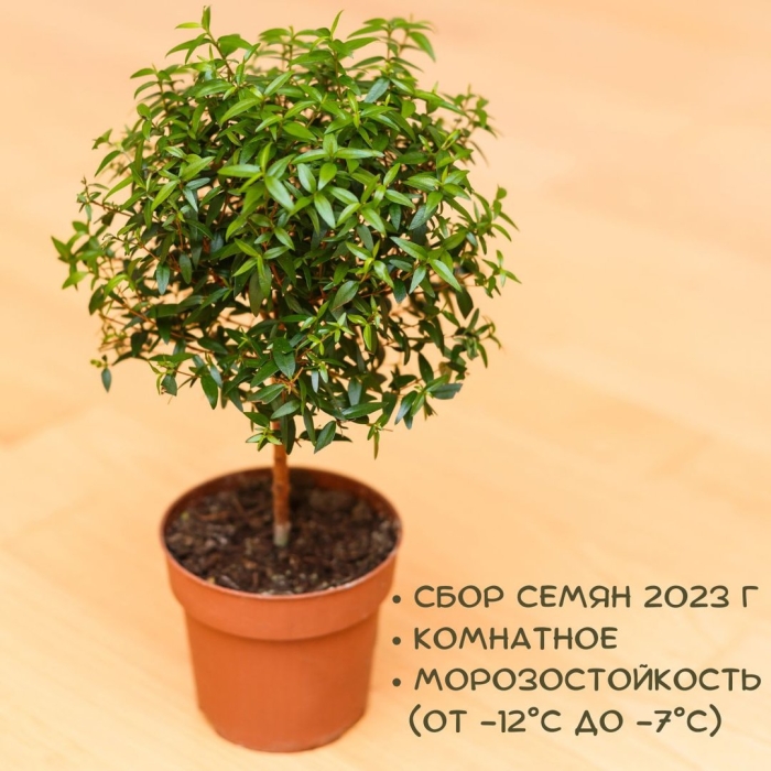 Мирт дерево