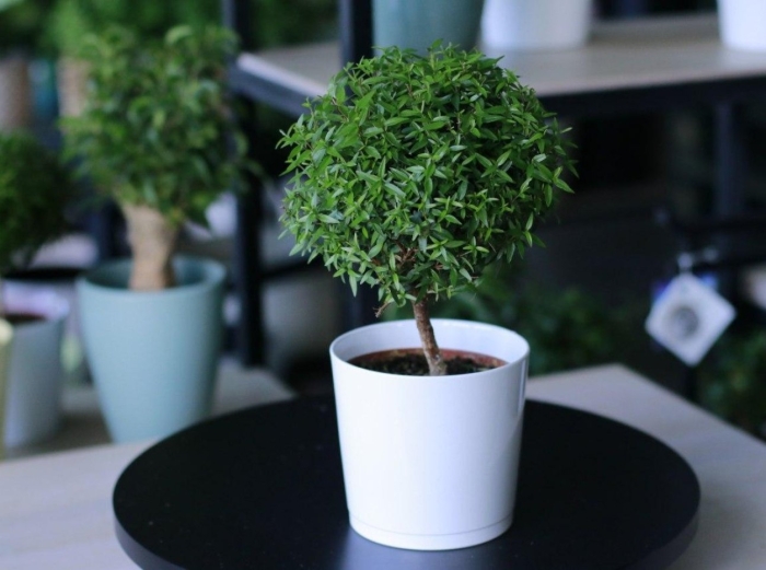 Цветок мирта