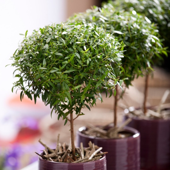 Мирт (миртовое дерево)