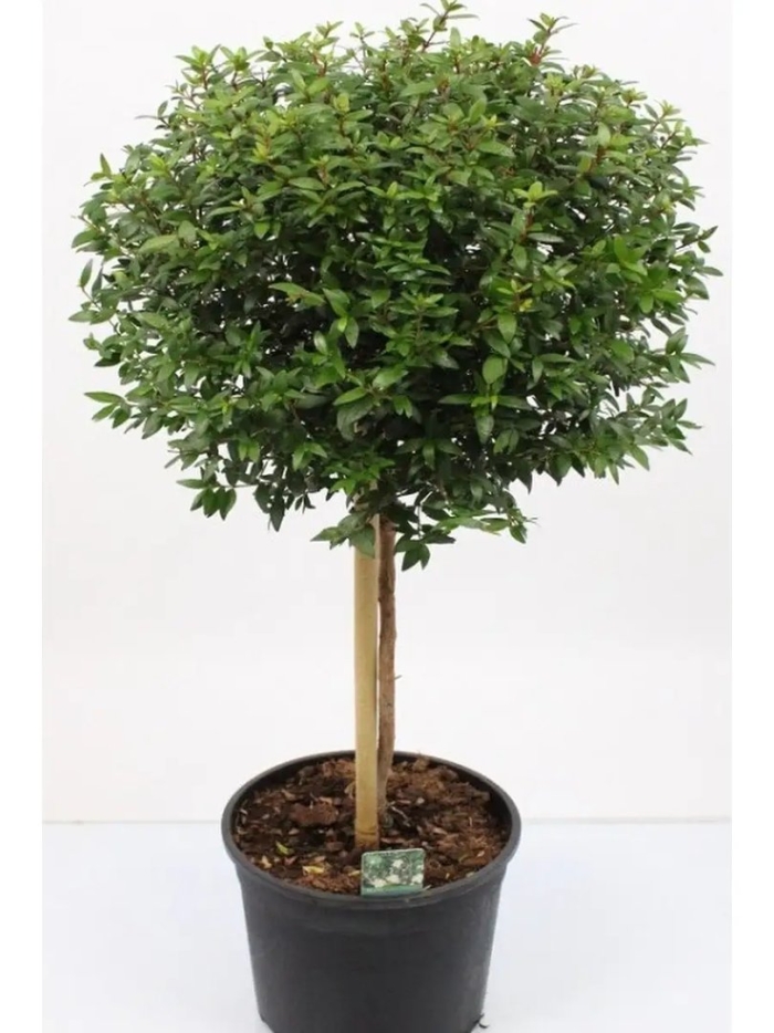 Мирт myrtus communis