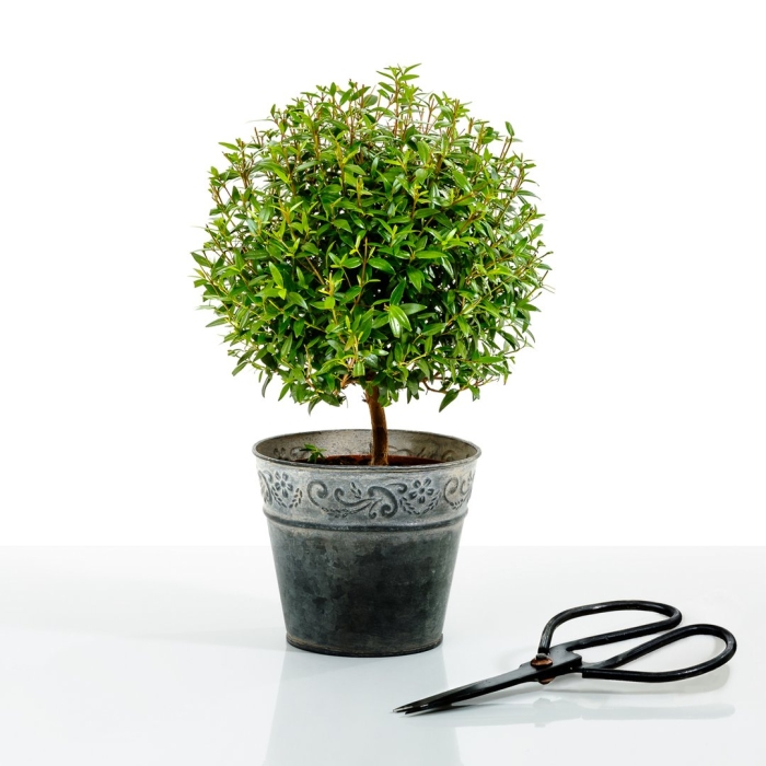 Мирт дерево