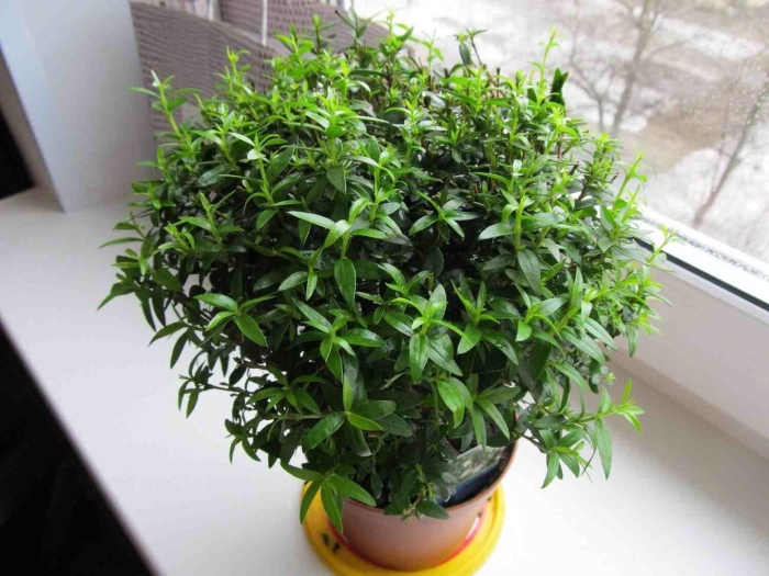 Комнатное растение