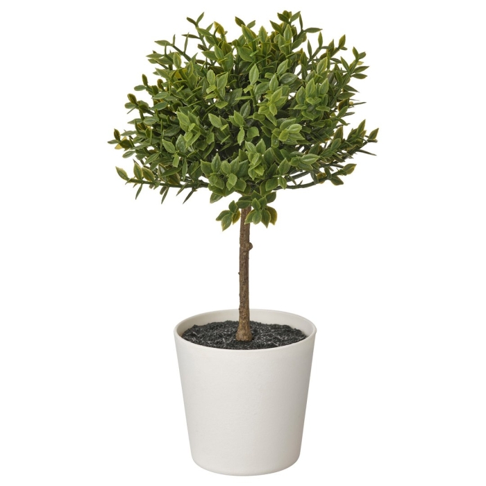 Мирт в горшке