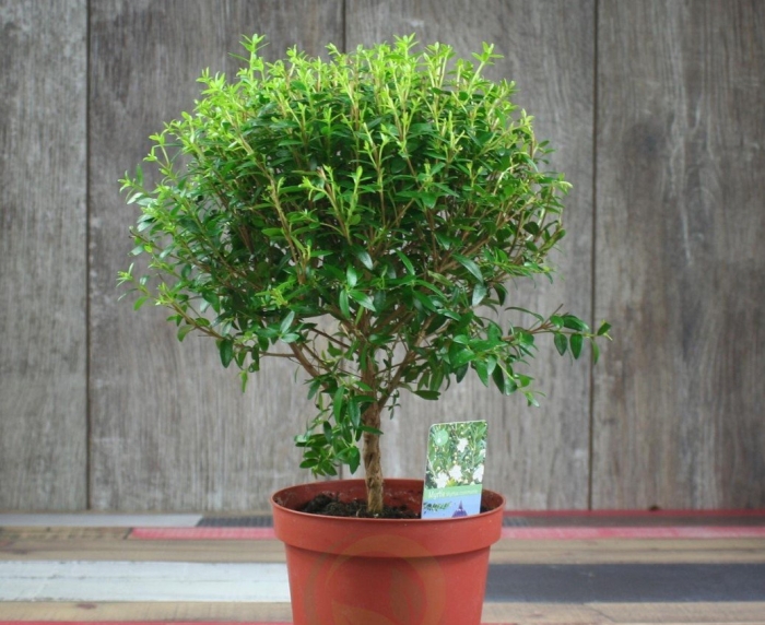 Мирт коммунис штамбовый