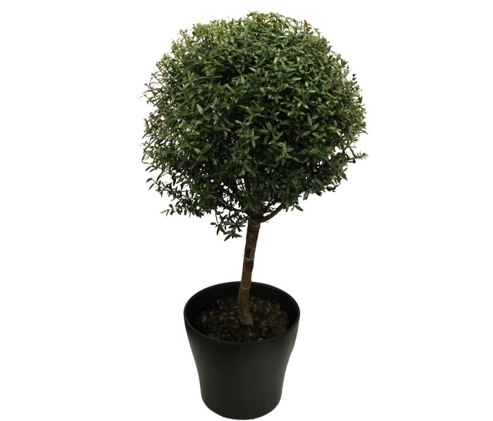 Дерево мирт