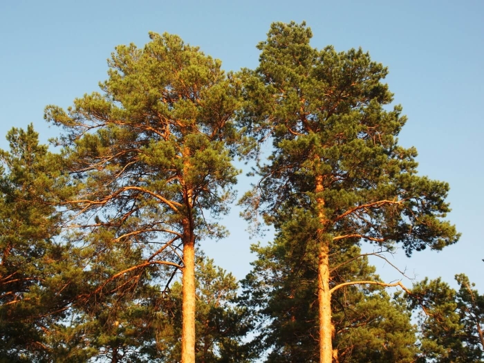 Обыкновенная сосна