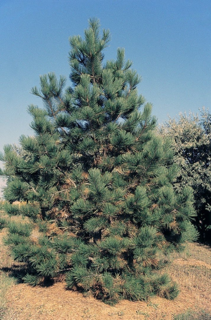 Сосна желтая pinus ponderosa