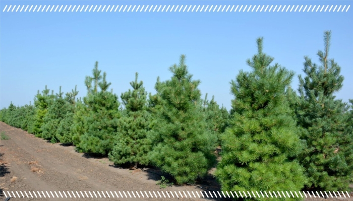 Сосна веймутова strobus