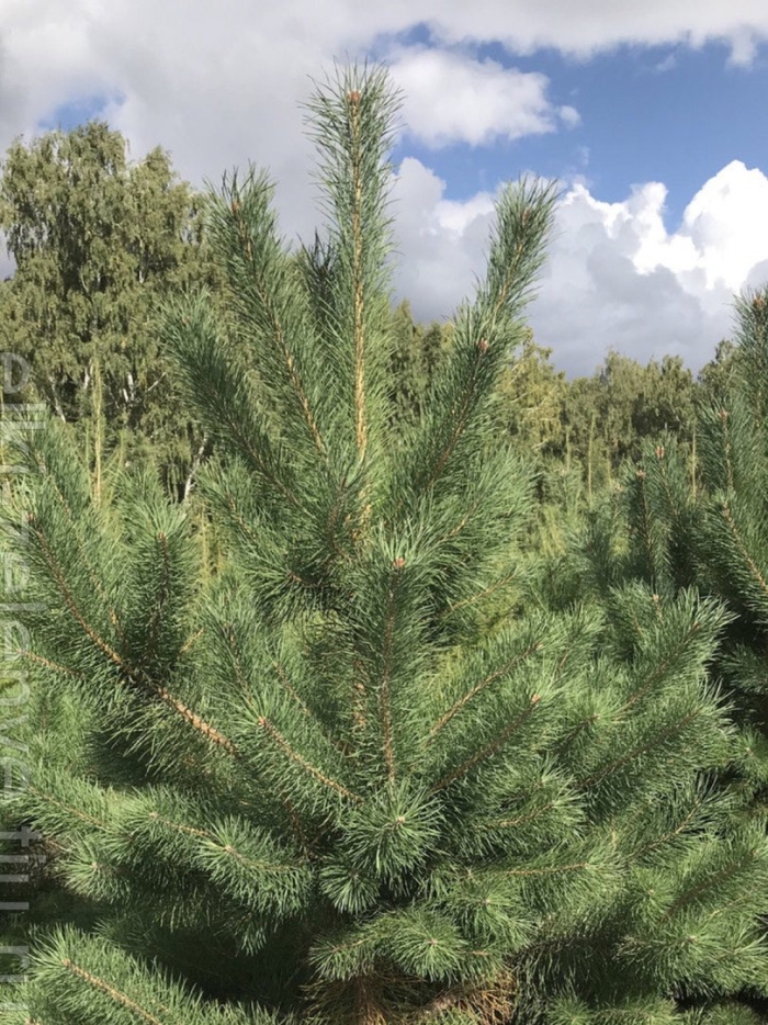 Сосна обыкновенная пиния