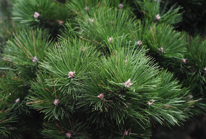 Pinus nigra
