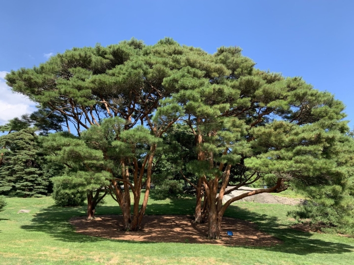 Pinus densiflora umbraculifera