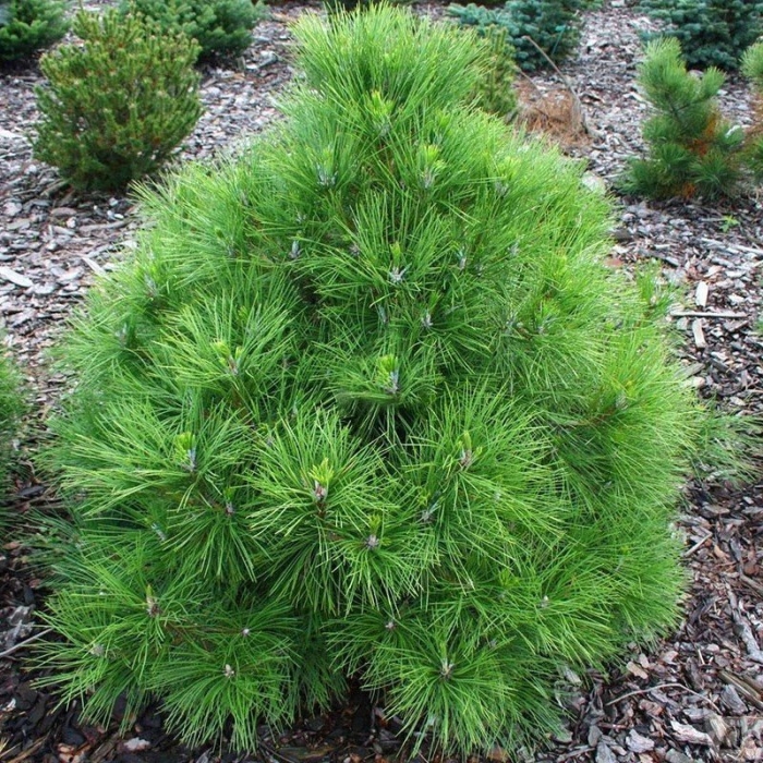 Pinus nigra spielberg