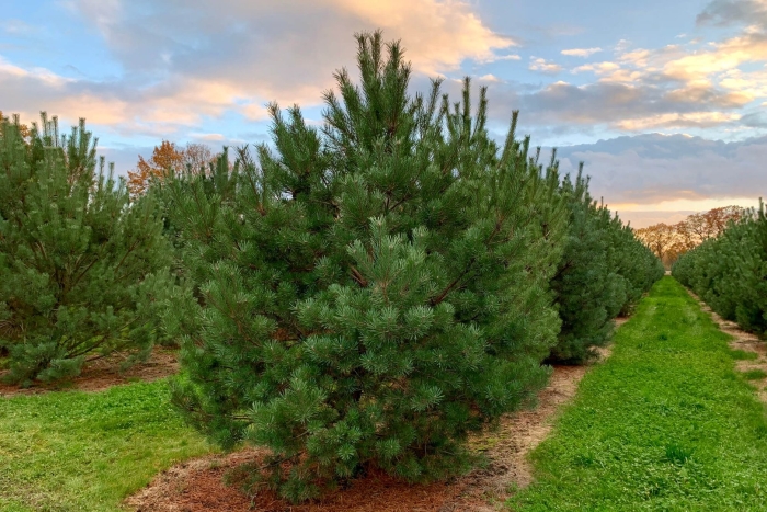 Сосна norske typ