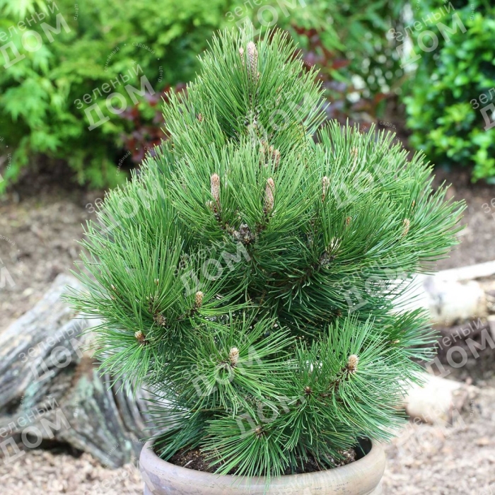 Сосна гельдрейха компакт джем