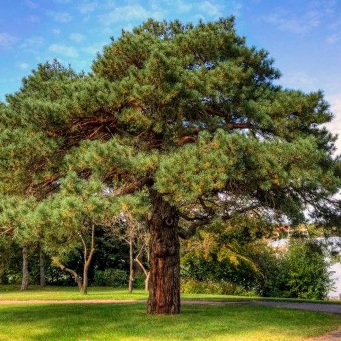 Сосна обыкновенная пинус