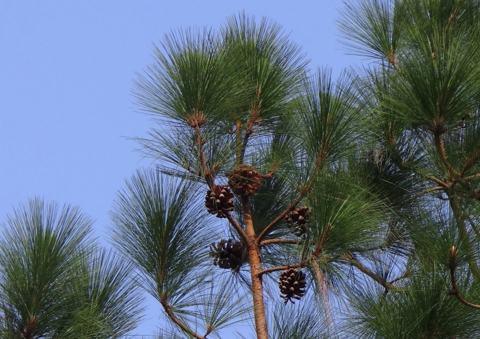 Pinus wallichiana (excelsa)