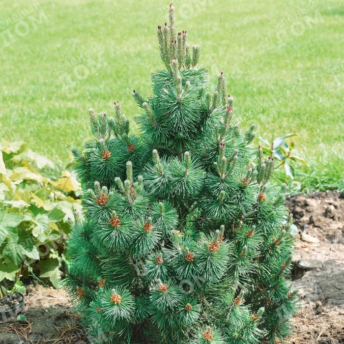 Сосна горная columnaris