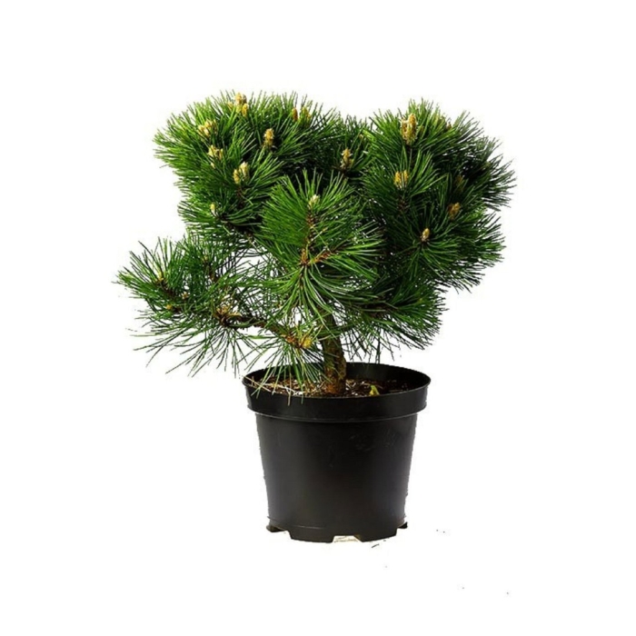 Сосна черная нигра