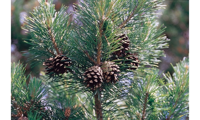 Сосна обыкновенная