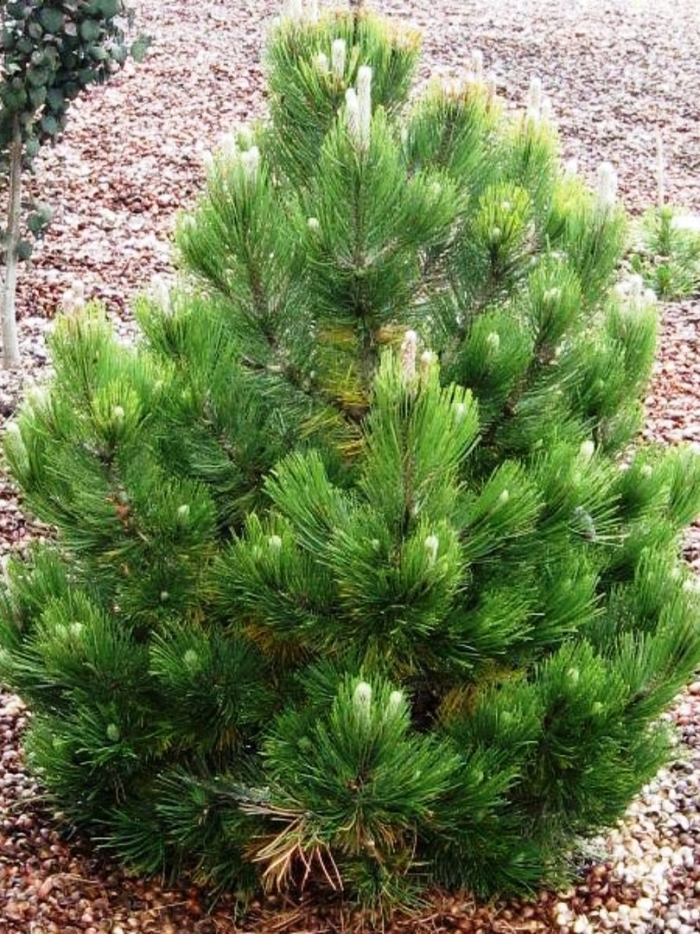 Сосна боснийская компакт джем