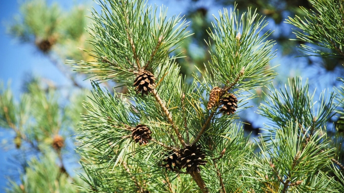 Pinus sylvestris сосна лесная