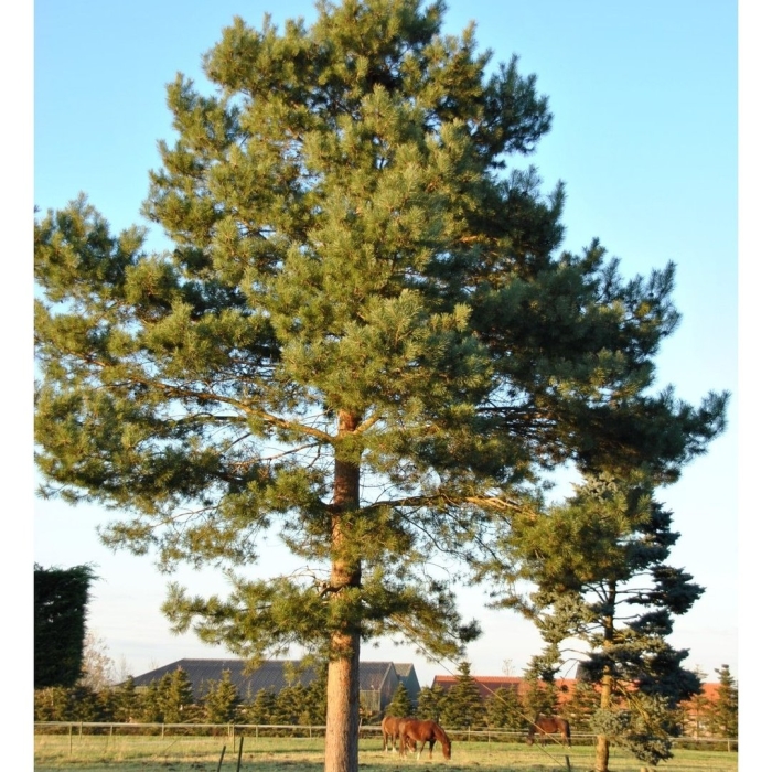 Сосна pinus sylvestris