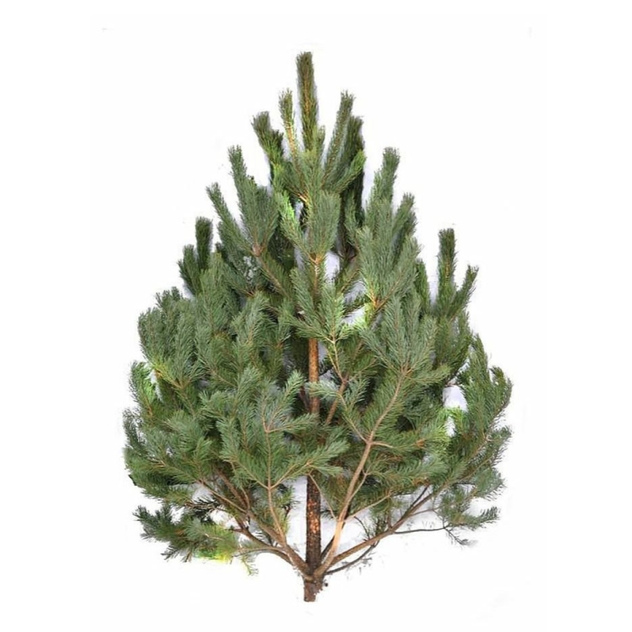 Сосна ель елка отличие