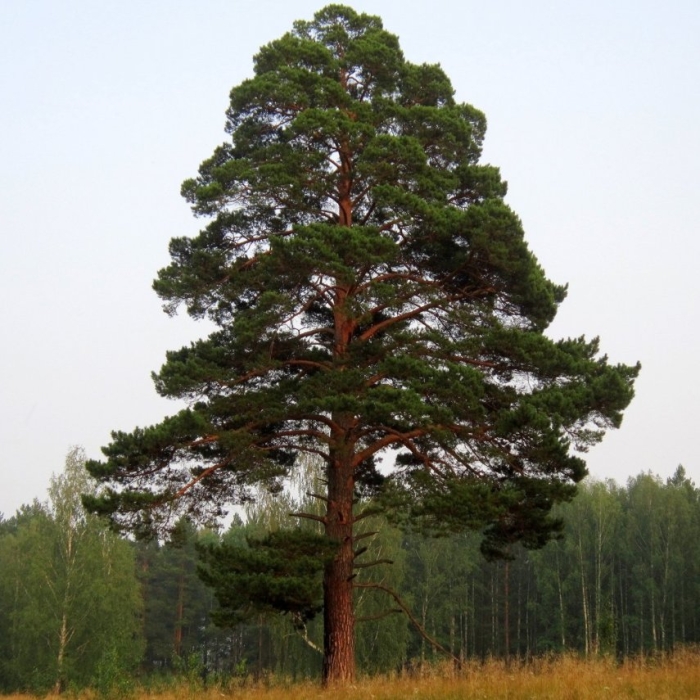 Карельская сосна дерево