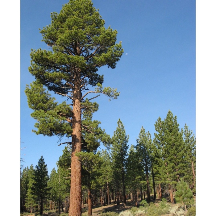 Pinus ponderosa