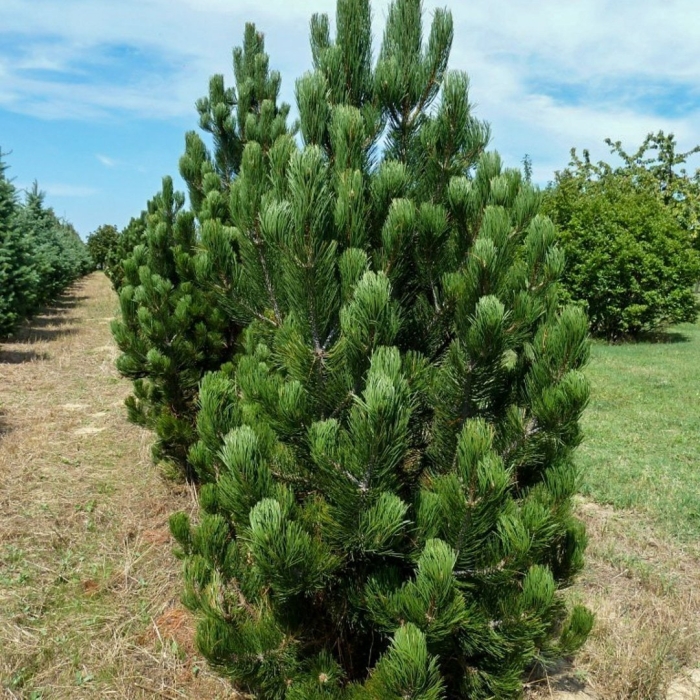 Pinus nigra oregon green
