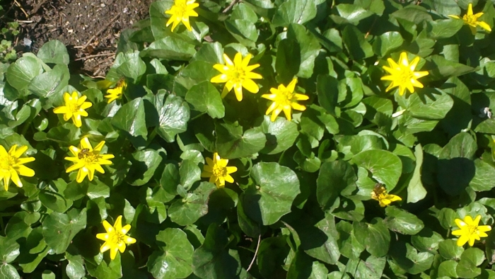 Чистяк степной