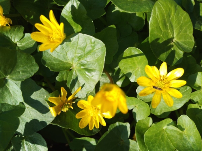 Калужница болотная