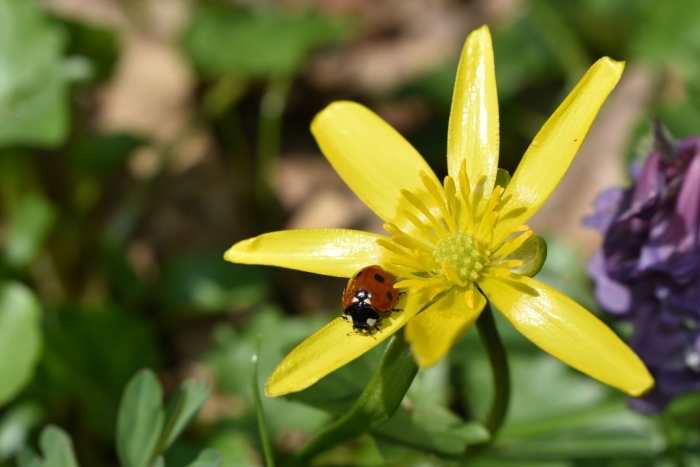 Божья коровка насекомое