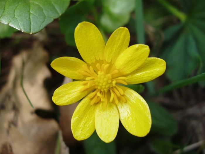 Чистяк весенний ficaria verna