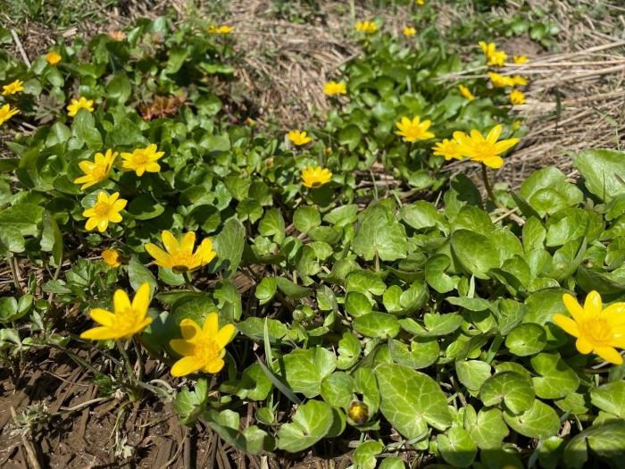 Чистяк весенний растение