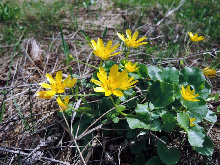 Чистяк весенний ficaria verna