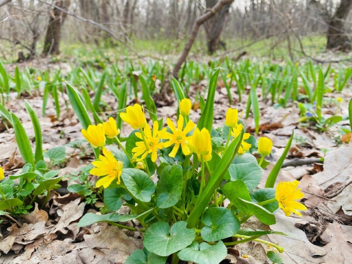 Лютик весенний чистяк