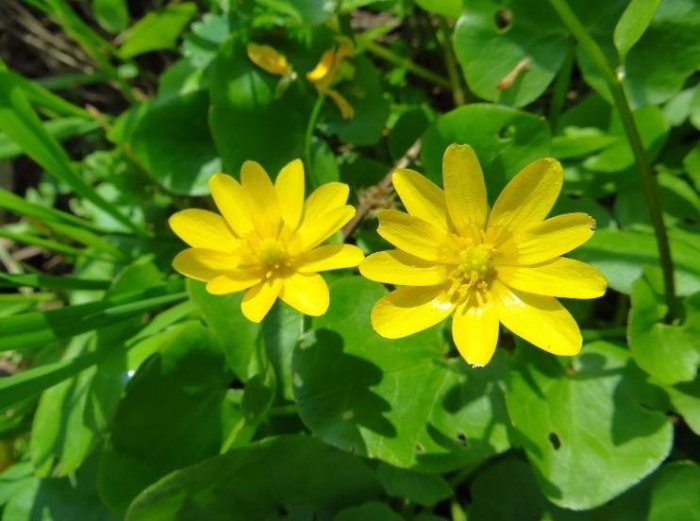 Чистяк весенний ficaria verna