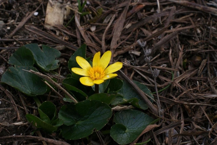 Чистяк весенний ficaria verna