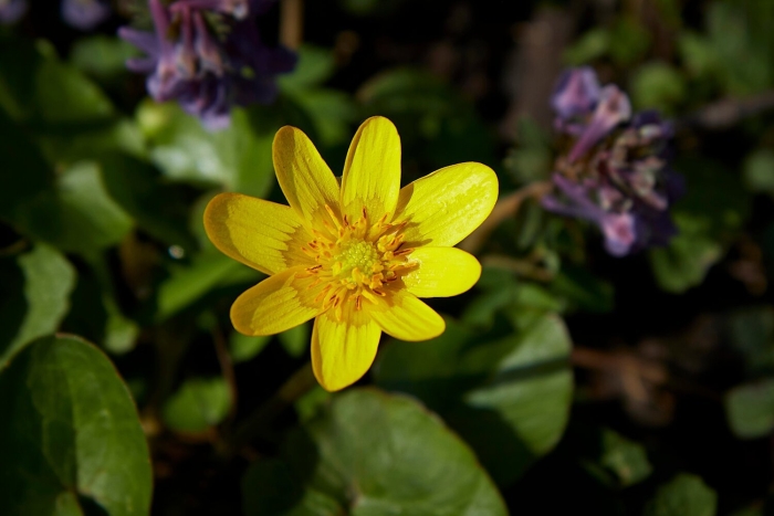 Чистяк весенний ficaria verna