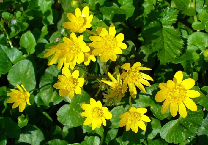 Чистяк весенний ficaria verna